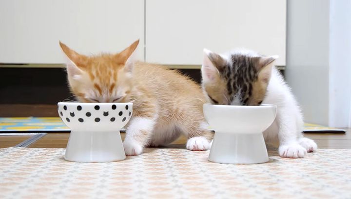 ご飯を食べる子猫達