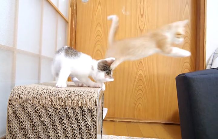 飛ぶ子猫