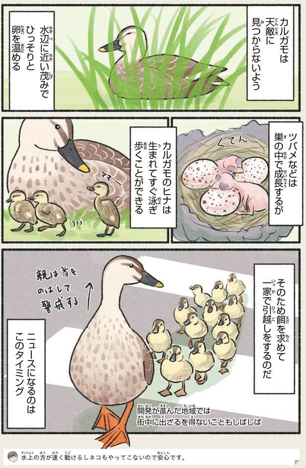 ニュースになるのはこのタイミング （C）piro piro piccolo／KADOKAWA