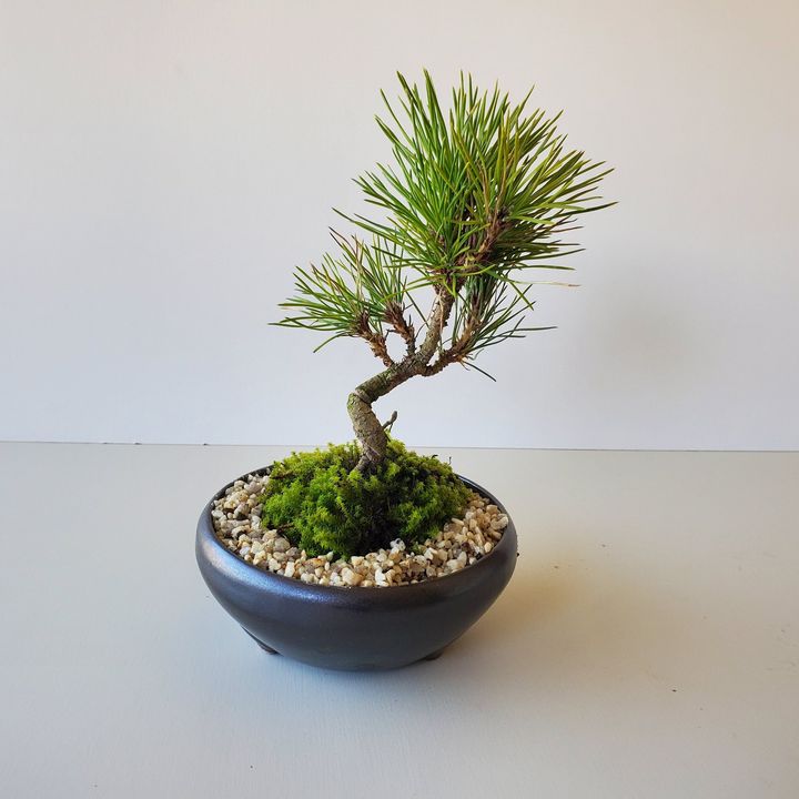 黒い鉢に植えられた小さな松の盆栽