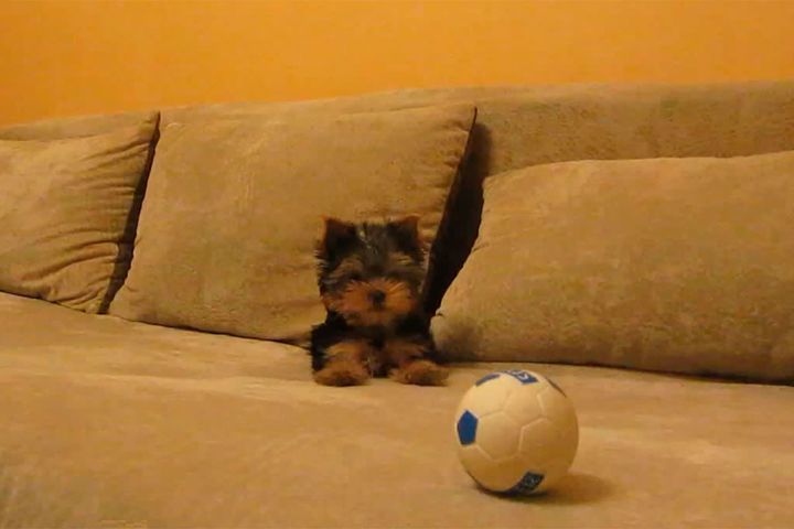 不思議なボールを見つめるヨークシャーテリアの子犬。カワイイ♪