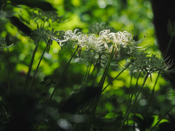 木漏れ日の中で咲く白いリコリスの花