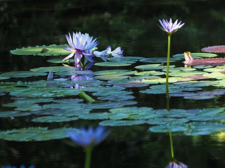 暗い水面に浮かぶ青紫の睡蓮の花