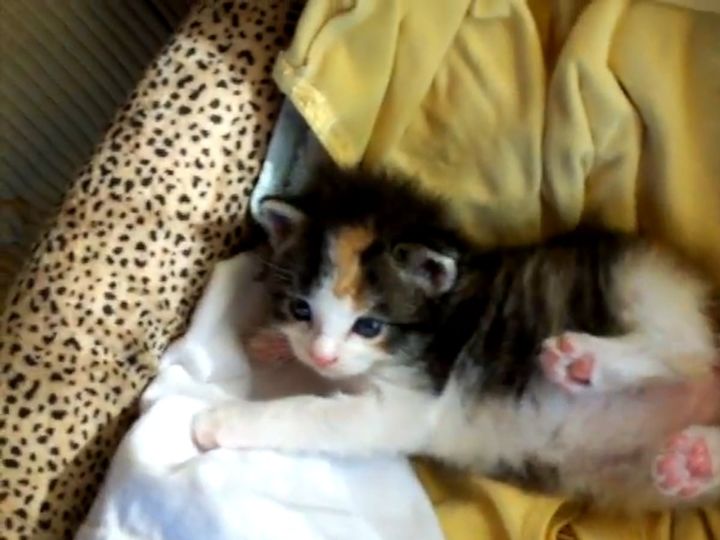雨の中拾われた子猫・レイニー