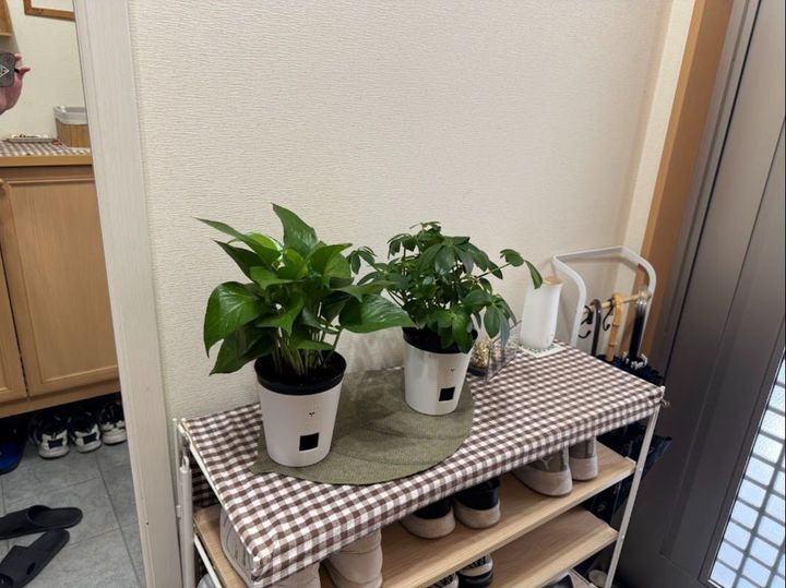 「圧倒的なコスパ」で育てる楽しさと癒し