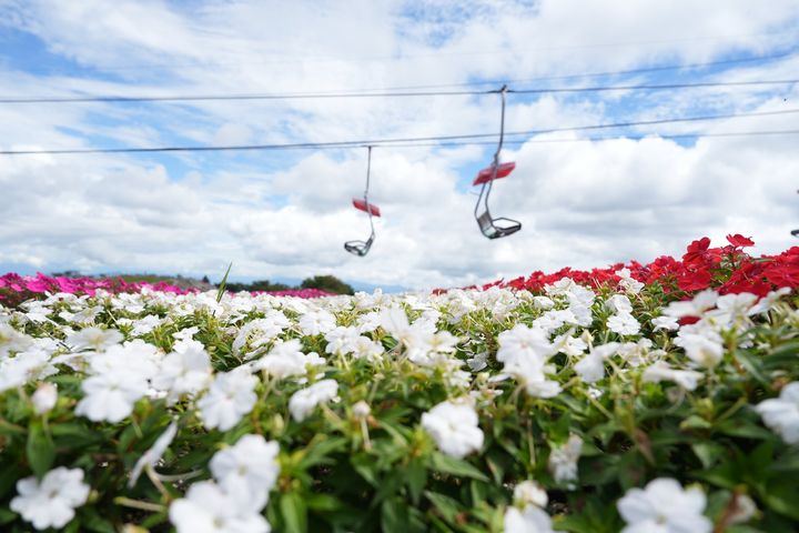 観光リフトとサンパチェンスの花畑