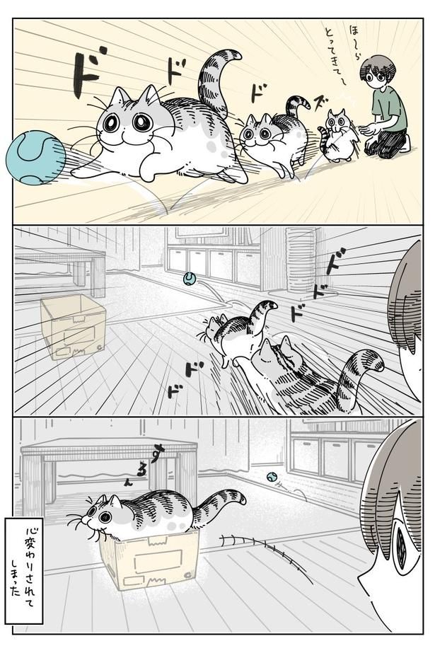 『気まぐれな猫』01 画像提供：キュルZ@kyuryuZ