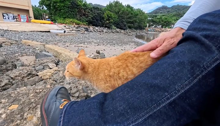 隣を陣取る猫