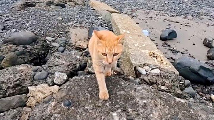 真っ直ぐに向かってきた猫