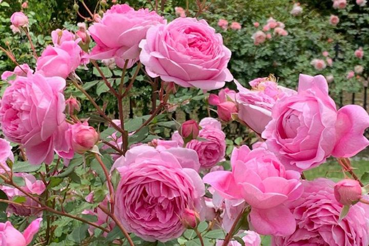 バラが元気に育つ庭づくりの基本：植え場所の選び方と土作りをQ&Aで解説
