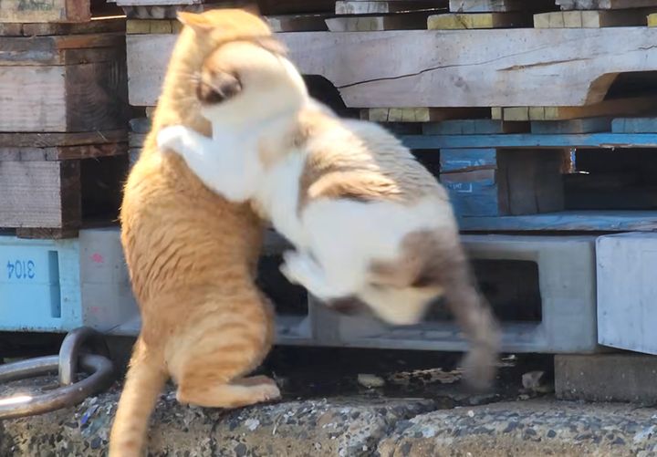 飛びかかる猫達