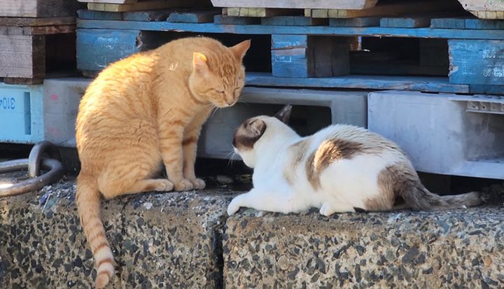 ケンカする猫達