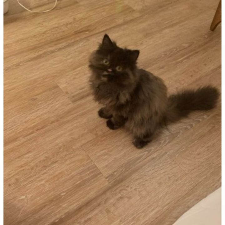 保護猫ヘムヘム