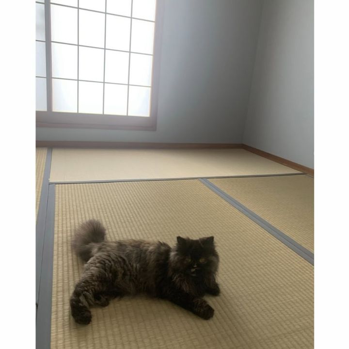 保護猫ヘムヘム