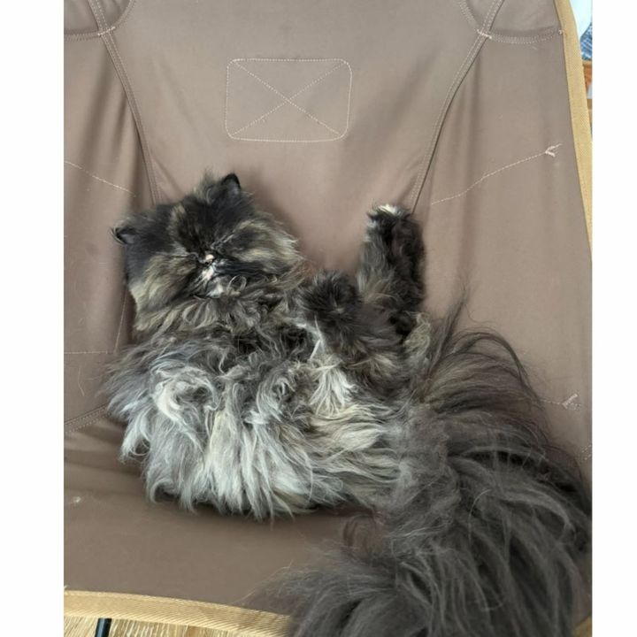 保護猫ヘムヘム
