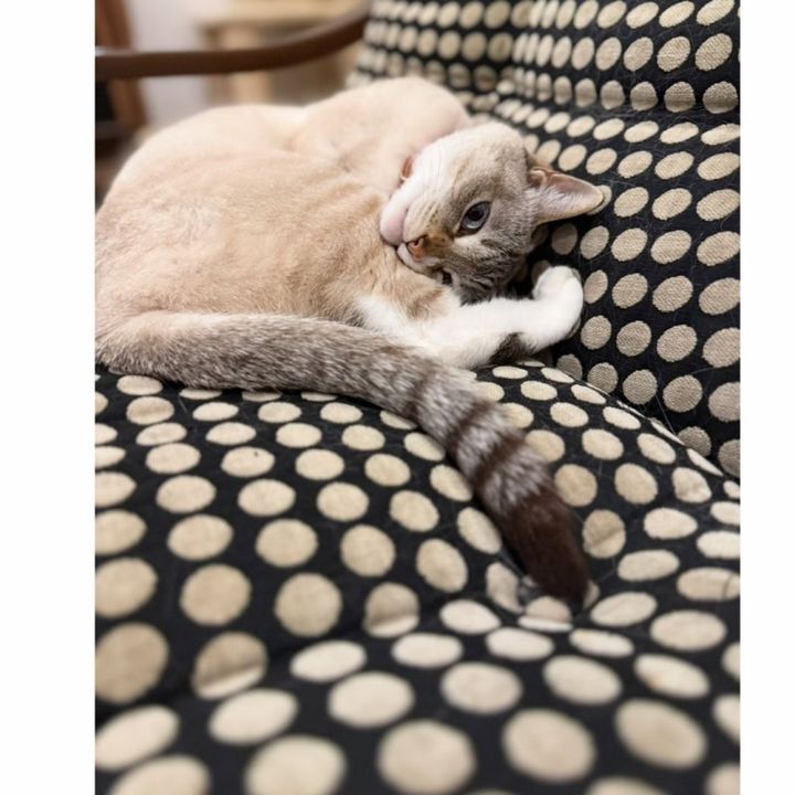 猫の麦ちゃん
