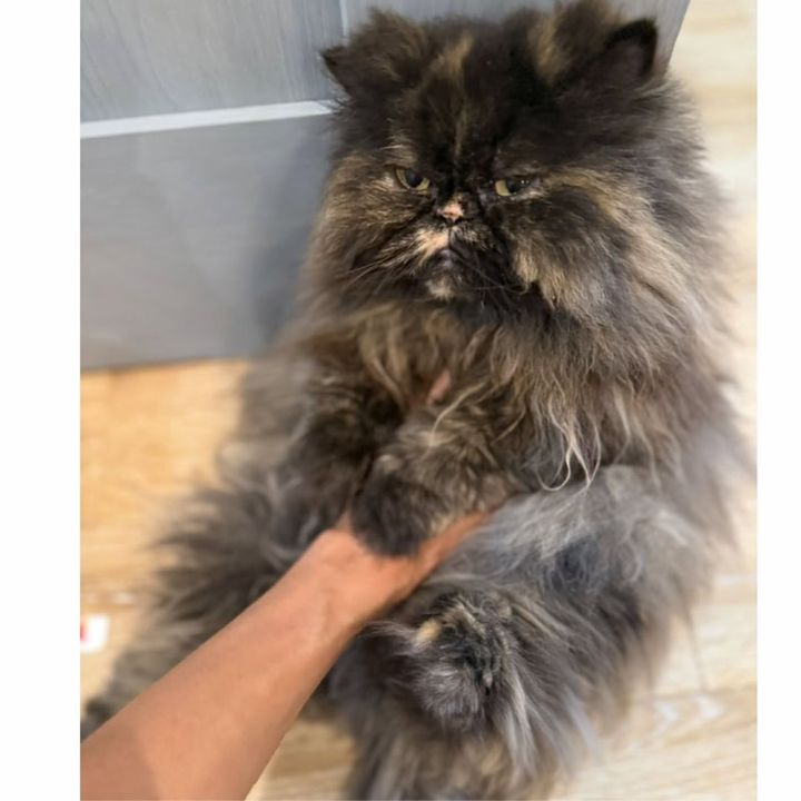 保護猫ヘムヘム