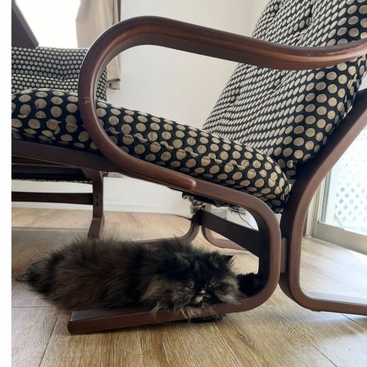 保護猫ヘムヘムと富士ファニチュア