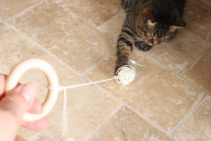 飼い主がウッドハンドルのおもちゃを使い、茶トラ猫と遊んでいる様子を上から撮影
