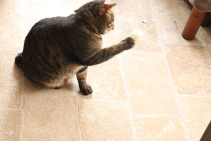 茶トラ猫が座った姿勢で、猫用おもちゃに前足を伸ばして触れている