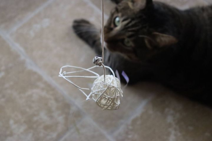 茶トラ猫が床に伏せ、目の前にある猫用おもちゃをじっと見つめている