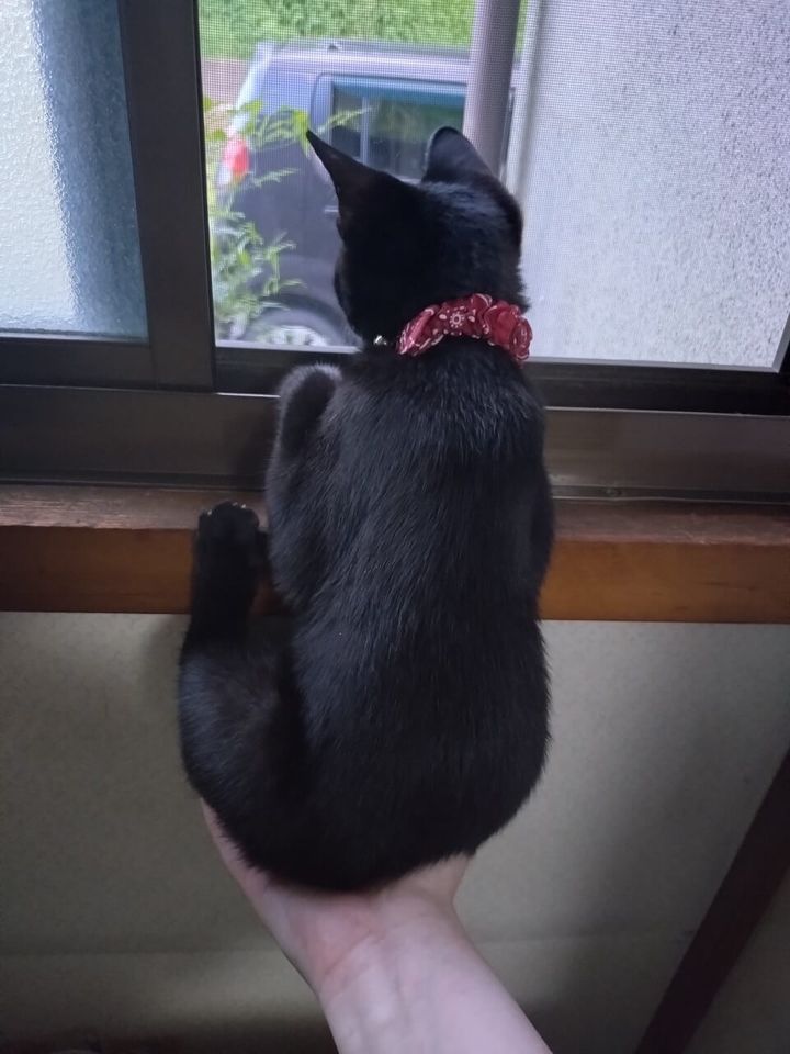 飼い主さんの片手に座り網戸越しに外を見る黒猫のごまちゃん