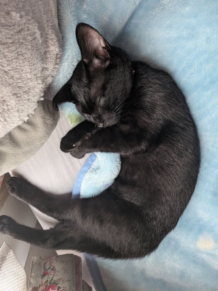 青い毛布の上で体を丸めて眠る黒猫のごまちゃん