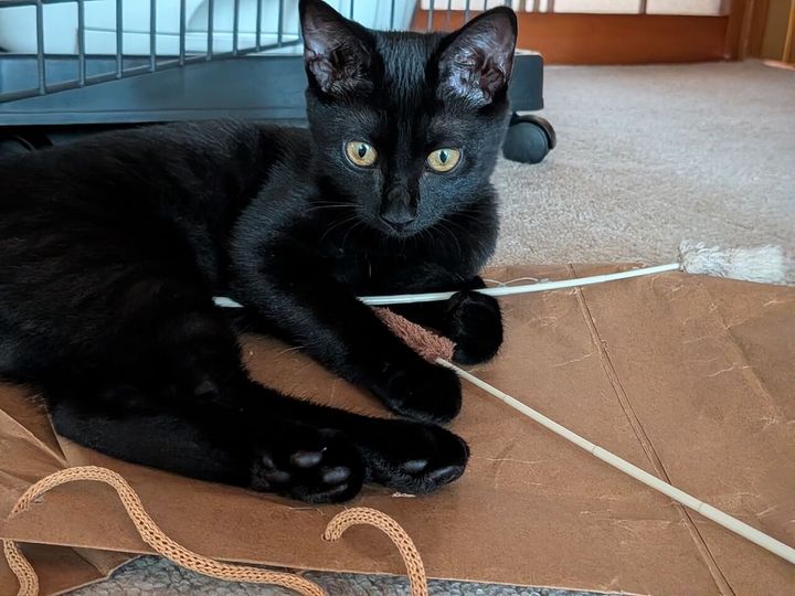段ボールの上で猫じゃらしを抱える黒猫のごまちゃん