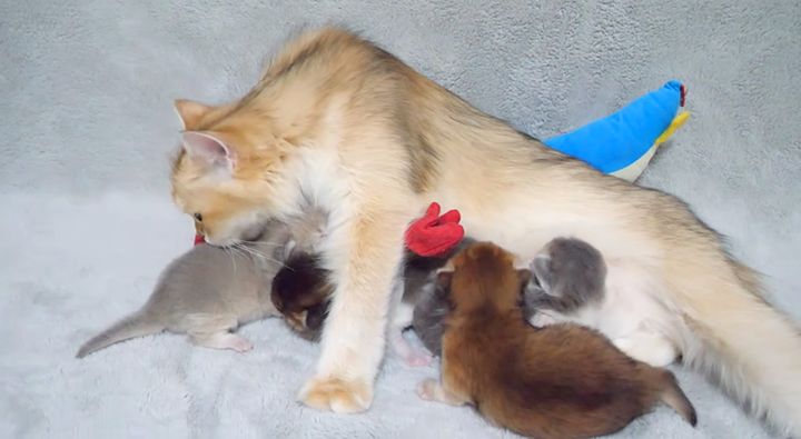 お母さんに突撃する子猫達