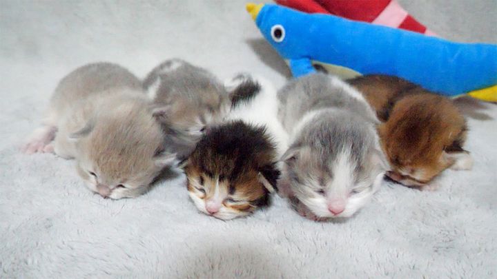 常に兄弟で寄り添っている子猫達