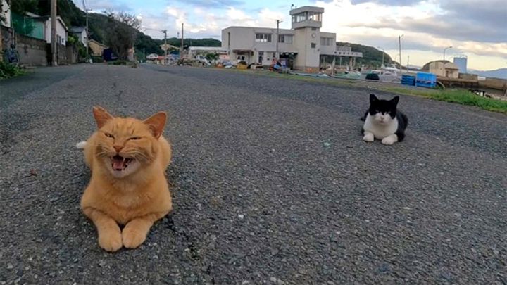 猫島の通りに落ちている猫達