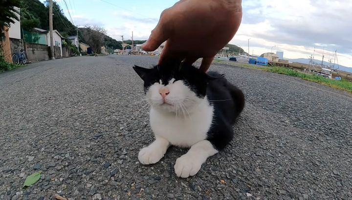 ナデナデされる猫