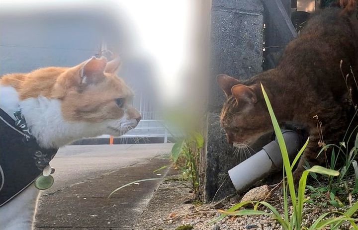 網に引っかかった猫を心配そうに見つめる猫