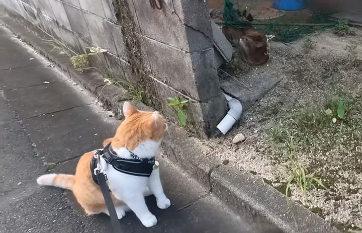 網に引っかかっている猫を見つけた猫