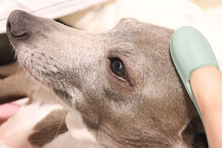グレーの犬の顔の横を、指にはめたブラシで優しく撫でている様子