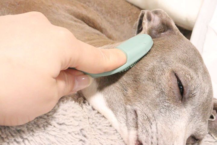 グレーの犬が目を閉じて気持ちよさそうに、指ブラシで頭を撫でられている