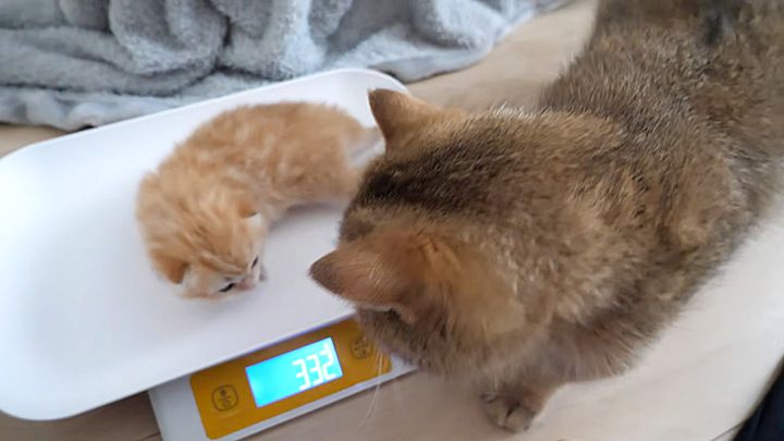 体重測定する子猫