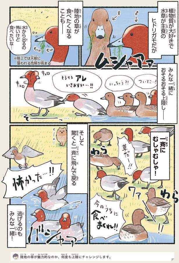 一斉にむしゃむしゃ！ （C）piro piro piccolo／KADOKAWA