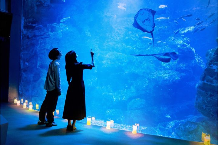 京都水族館“夜のすいぞくかん”