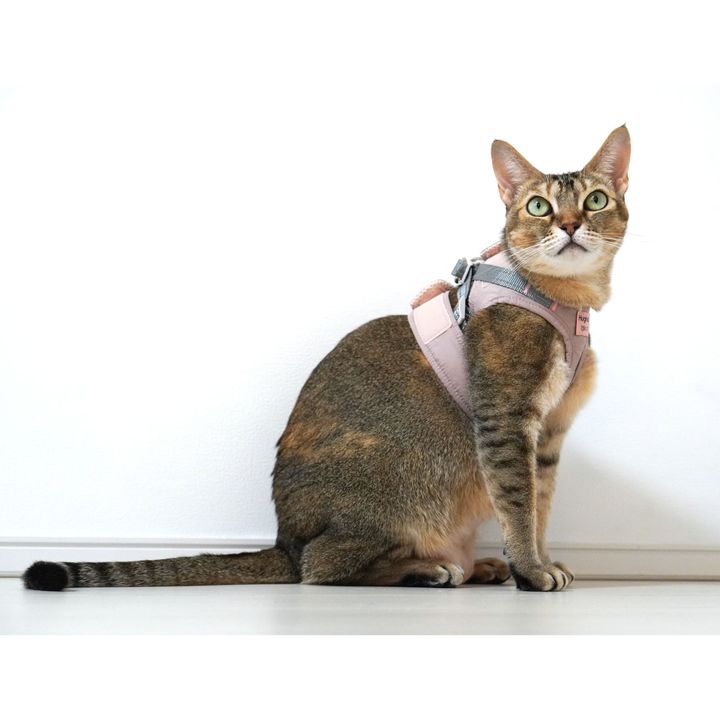 もしもの時、愛猫を守るために。今日から慣らしておきたい防災アイテム5つ【猫のための日用品】
