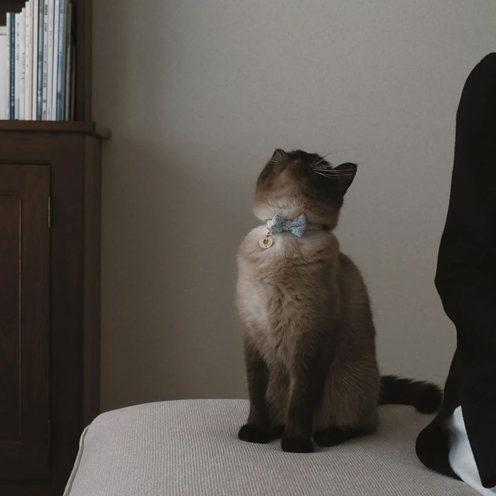 もしもの時、愛猫を守るために。今日から慣らしておきたい防災アイテム5つ【猫のための日用品】
