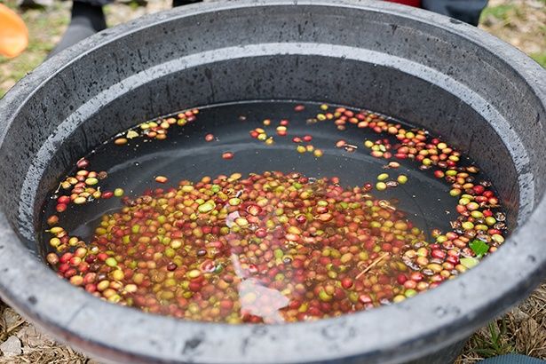 【写真】水に沈んだもののみがスターバックスのコーヒー豆として加工される