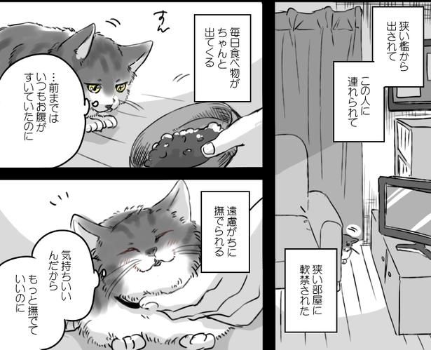 ■画像提供：かっく(@cak221)