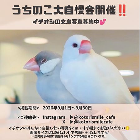 【大阪府大阪市】小鳥と触れ合えるカフェ「ことりすまいる」に秋らしい期間限定メニューが登場