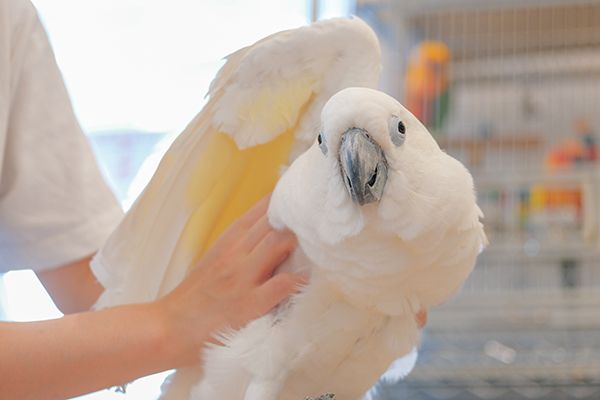 【大阪府大阪市】小鳥と触れ合えるカフェ「ことりすまいる」に秋らしい期間限定メニューが登場