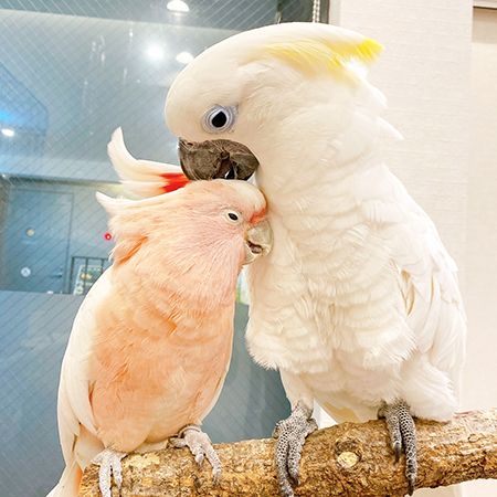 【大阪府大阪市】小鳥と触れ合えるカフェ「ことりすまいる」に秋らしい期間限定メニューが登場