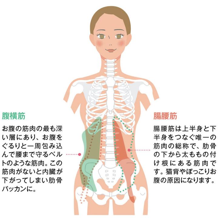 “縦に長い”姿勢を保つインナーマッスルのことをバレリーナ筋肉と定義。特に重要なのが姿勢を保つために体幹を支える腹横筋と、姿勢の維持に欠かせない腸腰筋。床バレエ式バレリーナ筋肉を意識することで、肩が自然と開き、脚が長く、お腹も薄くなり、品格のあるカラダになります。