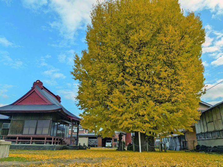 上郷屋のオハツキイチョウ