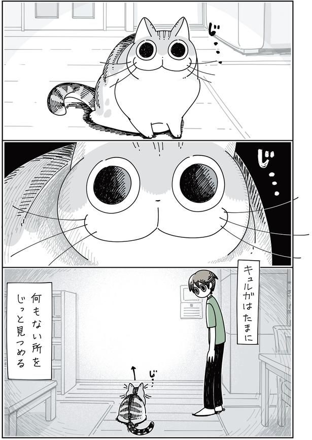 何かを見つめるネコ （C）キュルZ／KADOKAWA