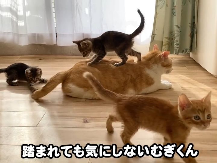 先住猫・むぎくんの元に子猫たちが集まる！